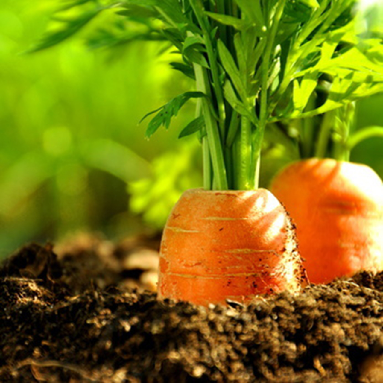 Projet Potager